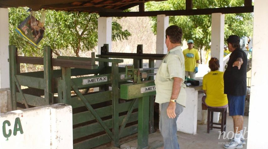Suinocultura a venda no Ceará